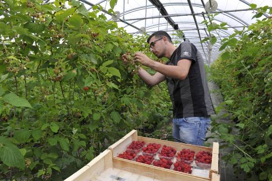 Ramassage de fruits rouges